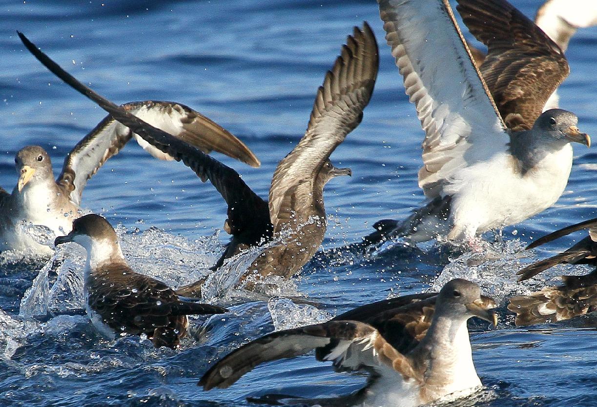 PARDELADA EN LA COSTA VIZCAINA