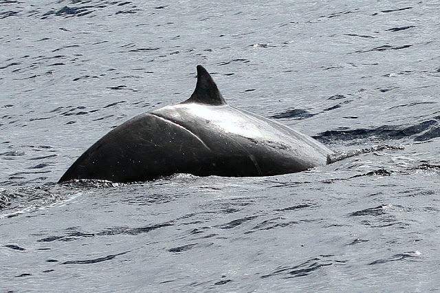 PARDELADA EN LA COSTA VIZCAINA
