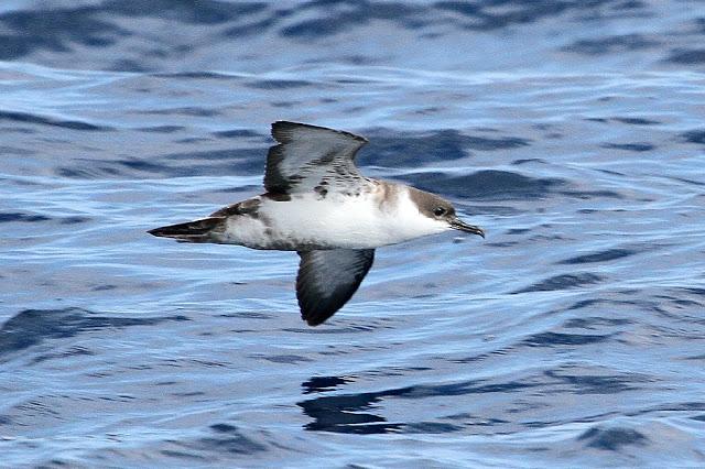 PARDELADA EN LA COSTA VIZCAINA