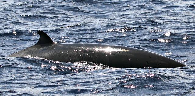 PARDELADA EN LA COSTA VIZCAINA