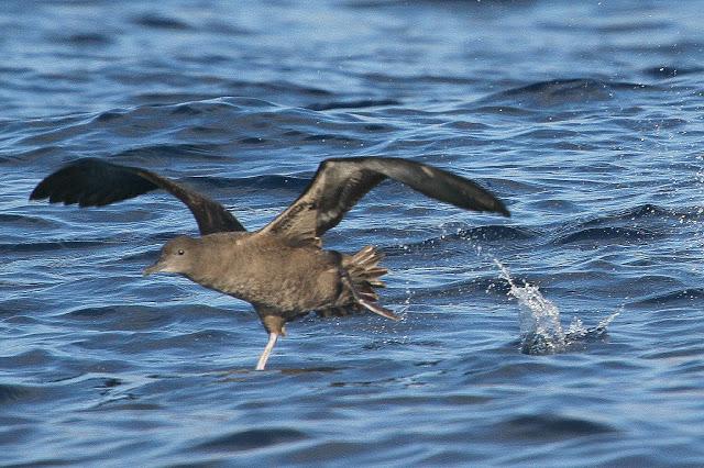 PARDELADA EN LA COSTA VIZCAINA