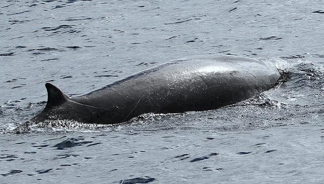 PARDELADA EN LA COSTA VIZCAINA