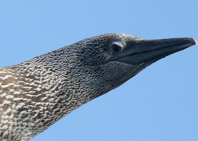 PARDELADA EN LA COSTA VIZCAINA