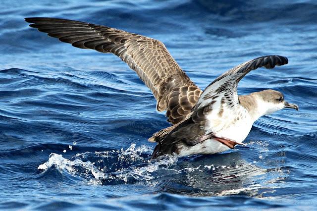 PARDELADA EN LA COSTA VIZCAINA