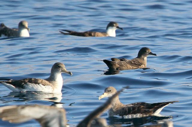 PARDELADA EN LA COSTA VIZCAINA