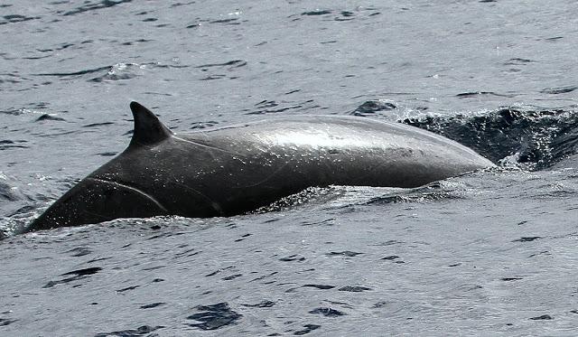 PARDELADA EN LA COSTA VIZCAINA