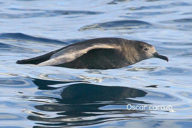PARDELADA EN LA COSTA VIZCAINA