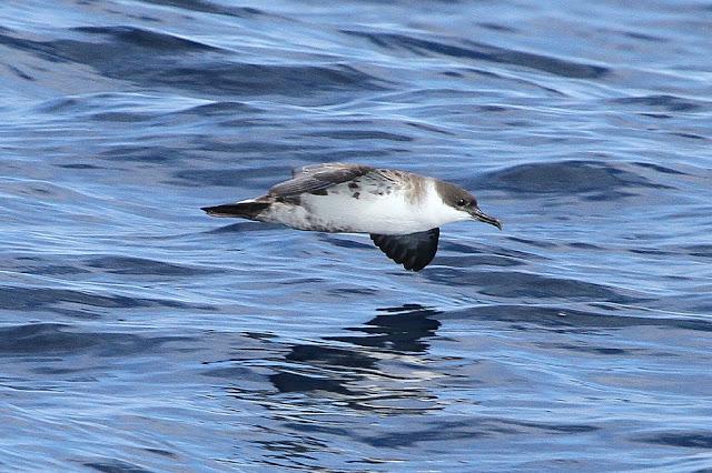 PARDELADA EN LA COSTA VIZCAINA