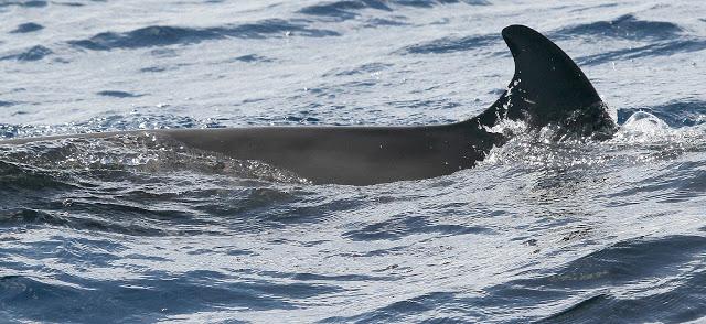 PARDELADA EN LA COSTA VIZCAINA