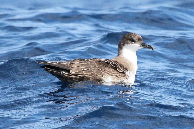 PARDELADA EN LA COSTA VIZCAINA