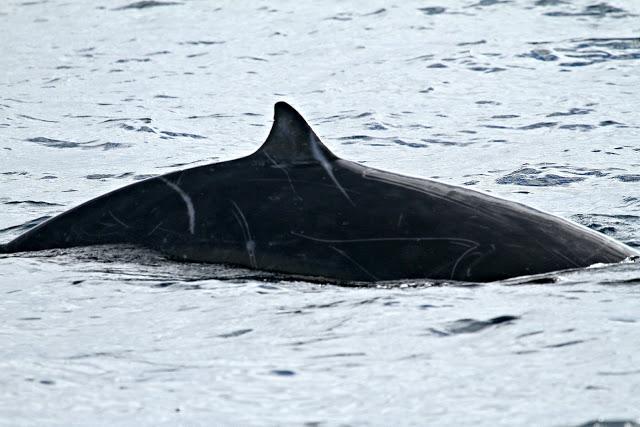 PARDELADA EN LA COSTA VIZCAINA