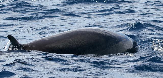 PARDELADA EN LA COSTA VIZCAINA