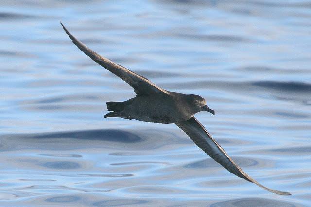 PARDELADA EN LA COSTA VIZCAINA