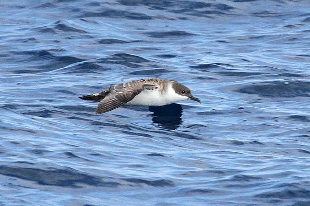 PARDELADA EN LA COSTA VIZCAINA