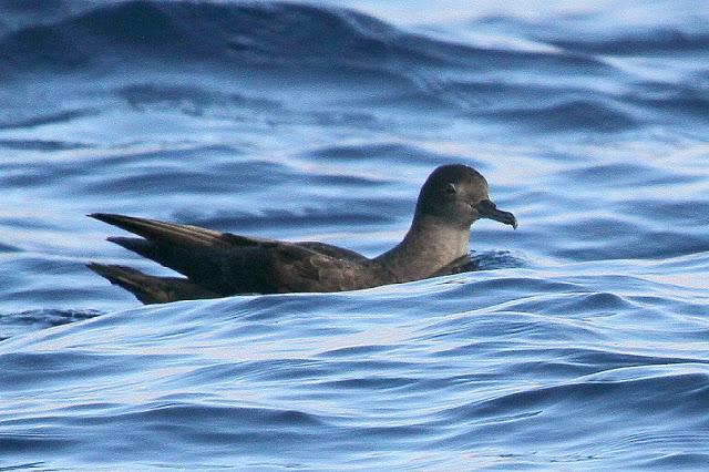 PARDELADA EN LA COSTA VIZCAINA