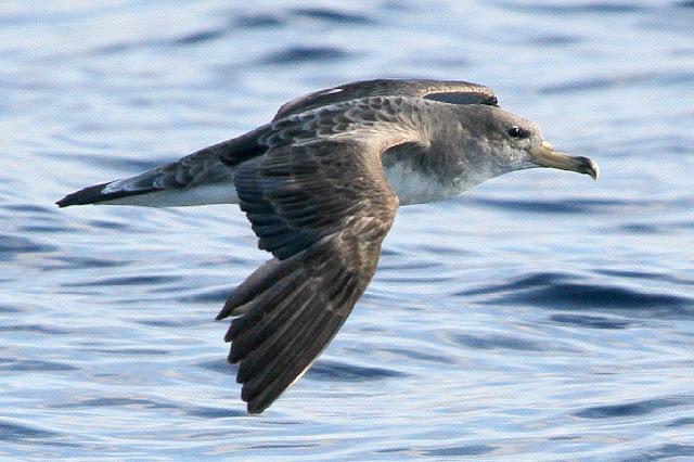PARDELADA EN LA COSTA VIZCAINA