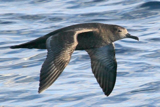 PARDELADA EN LA COSTA VIZCAINA