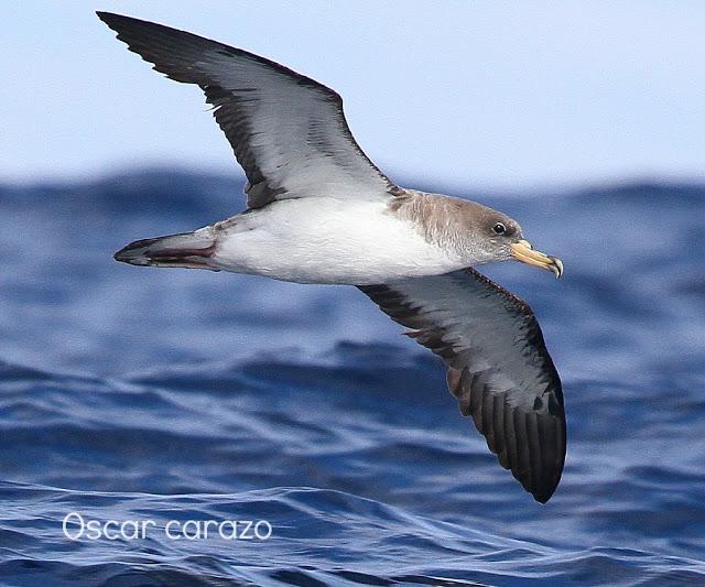 PARDELADA EN LA COSTA VIZCAINA