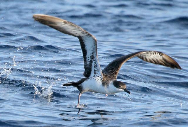 PARDELADA EN LA COSTA VIZCAINA