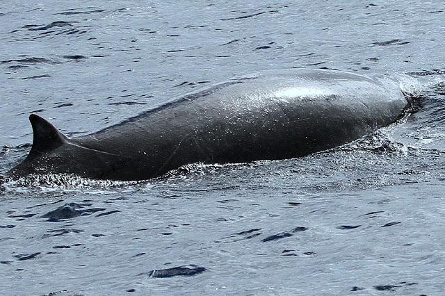 PARDELADA EN LA COSTA VIZCAINA