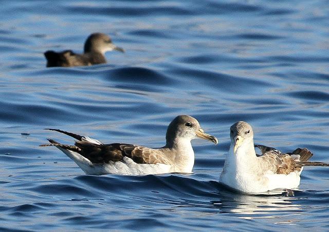 PARDELADA EN LA COSTA VIZCAINA