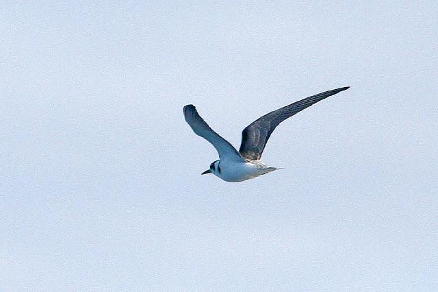 PARDELADA EN LA COSTA VIZCAINA