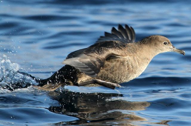 PARDELADA EN LA COSTA VIZCAINA