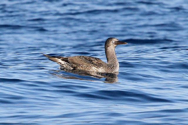 PARDELADA EN LA COSTA VIZCAINA