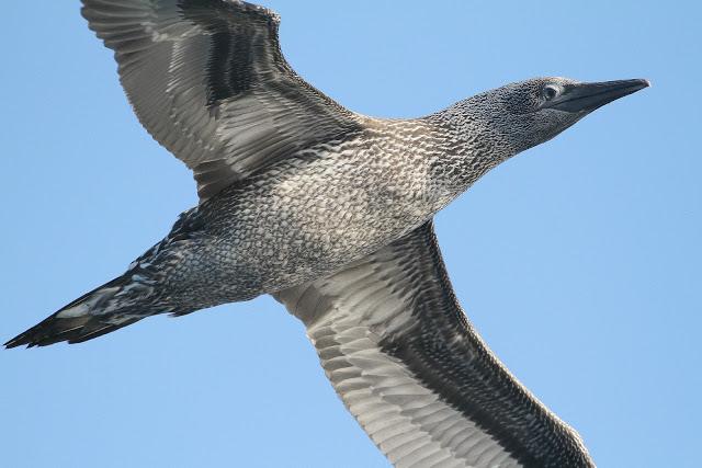 PARDELADA EN LA COSTA VIZCAINA