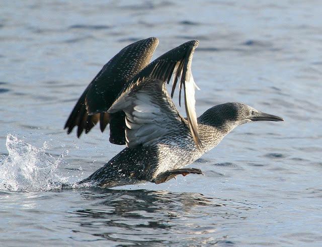 PARDELADA EN LA COSTA VIZCAINA