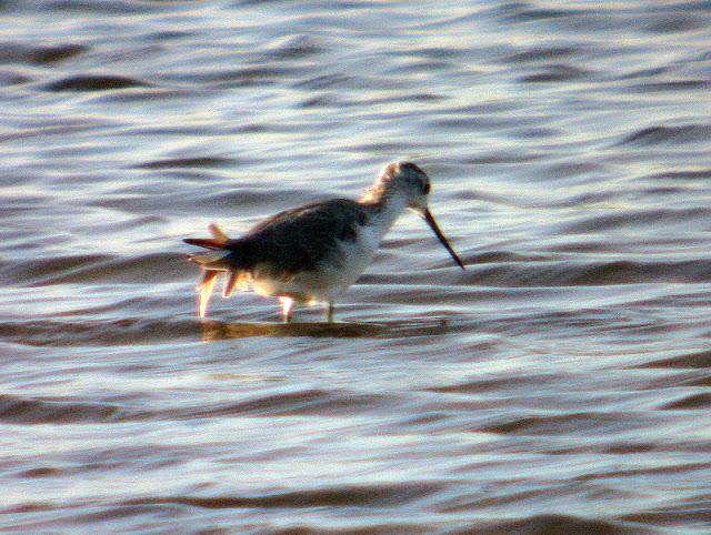 ARCHIBEBE FINO EN CÁDIZ