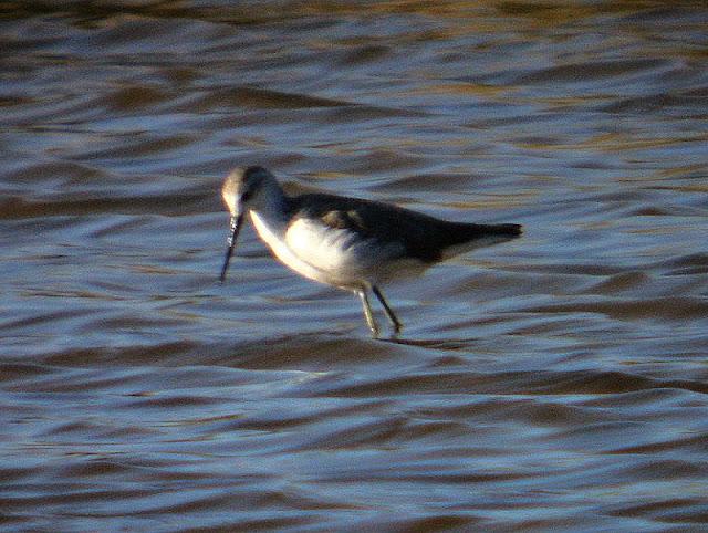 ARCHIBEBE FINO EN CÁDIZ