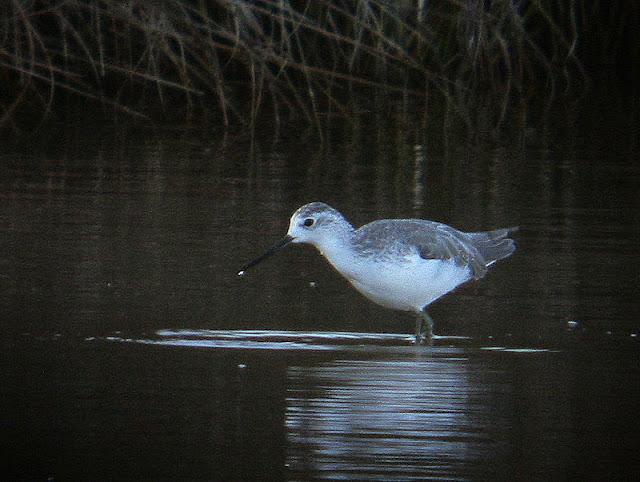 ARCHIBEBE FINO EN CÁDIZ