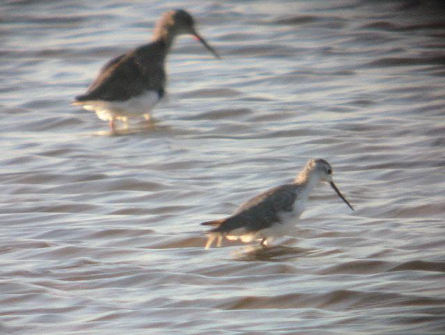 ARCHIBEBE FINO EN CÁDIZ