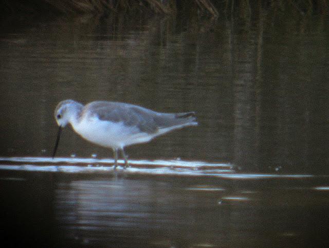 ARCHIBEBE FINO EN CÁDIZ