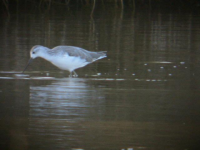 ARCHIBEBE FINO EN CÁDIZ