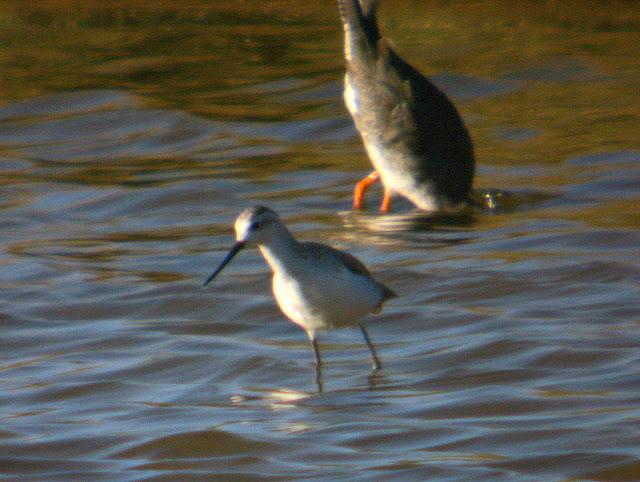 ARCHIBEBE FINO EN CÁDIZ