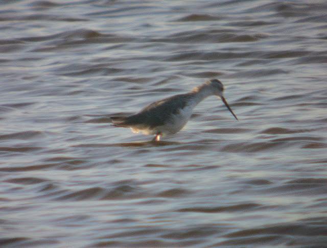 ARCHIBEBE FINO EN CÁDIZ
