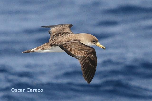 Lanzarote pelagics Y (III)