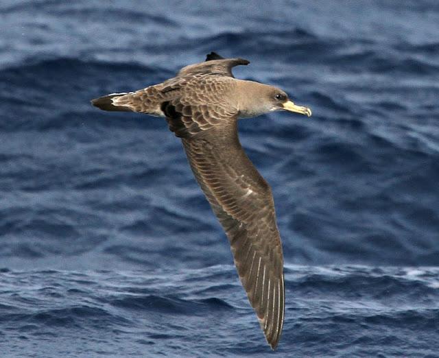 Lanzarote pelagics Y (III)