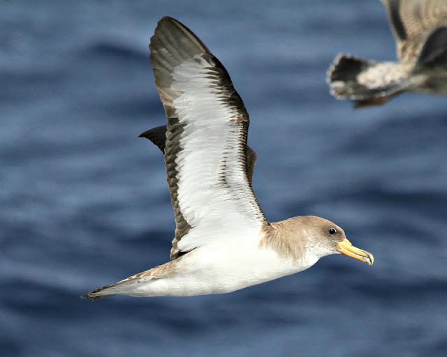 Lanzarote pelagics Y (III)