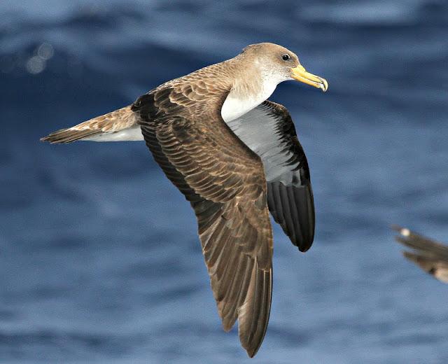 Lanzarote pelagics Y (III)