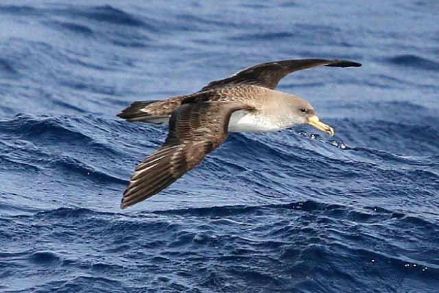 Lanzarote pelagics Y (III)