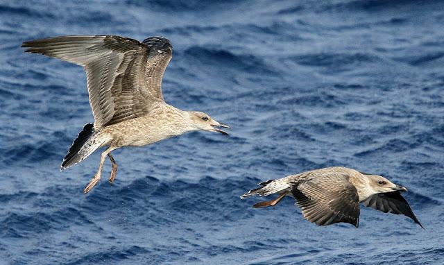 Lanzarote pelagics Y (III)
