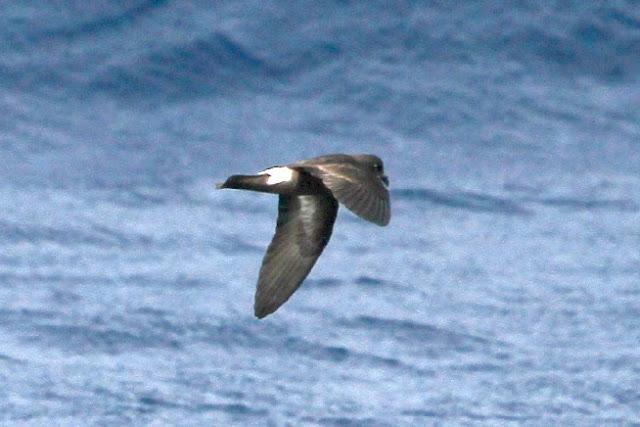 Lanzarote pelagics Y (III)