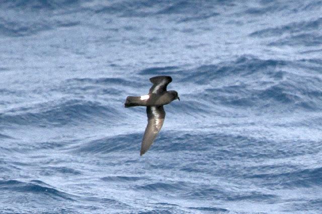 Lanzarote pelagics Y (III)