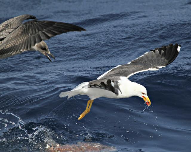 Lanzarote pelagics Y (III)