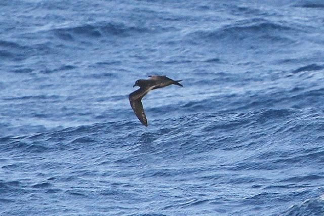 Lanzarote pelagics Y (III)
