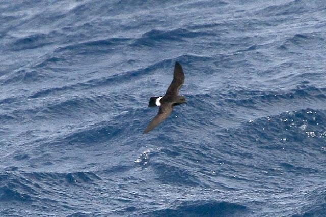 Lanzarote pelagics Y (III)