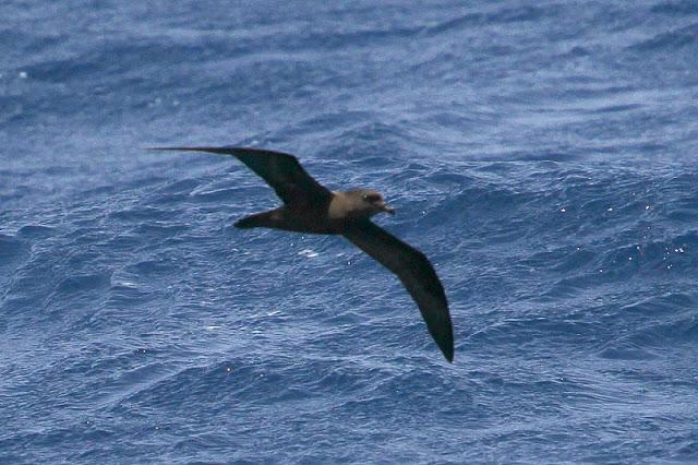Lanzarote pelagics Y (III)